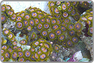 TOP 50 Zoanthids Solomon collected